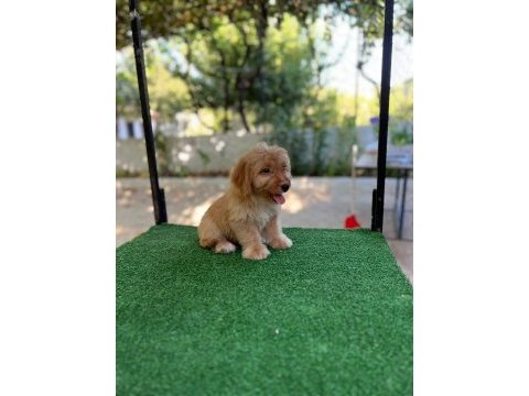 Maltipoo güzellikler mama karşılığında verilecektir