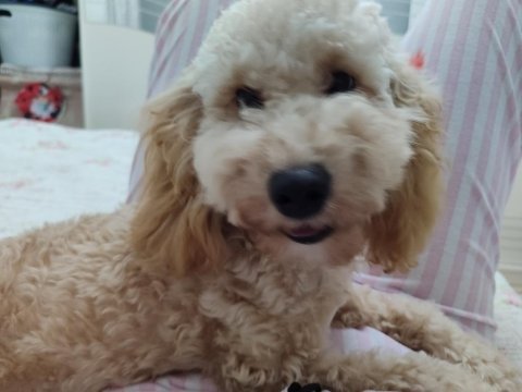 Poodle yuvam olmak istermisin