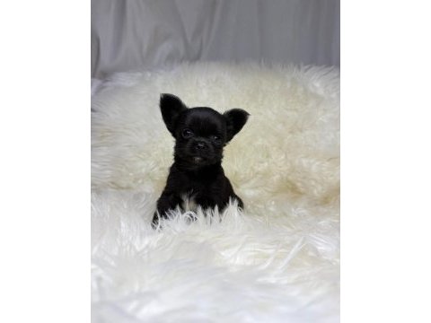 Teacup micro boy şivava bebekler