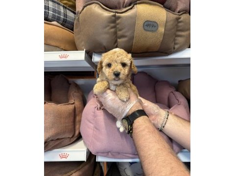 Bebek yüzlü maltipoo yavrularımız