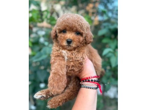 Mükemmel güzellikteki maltipoo yavrularımız