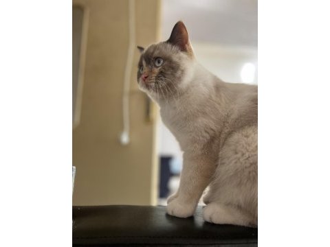 British blue point kedimiz sahiplendirilecektir