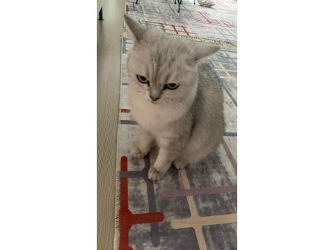 Erkek 1 buçuk yaşında british shorthair