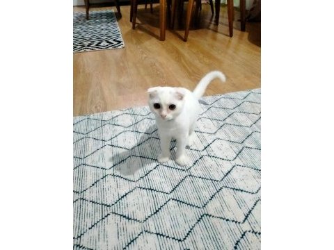 6 aylık sevimli scottish fold