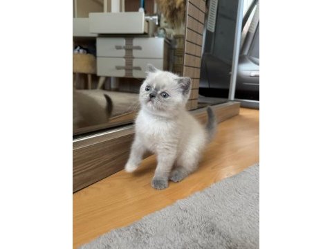 British shorthair blue point safkan bebekler