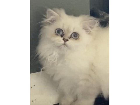 Golden blue point british longhair