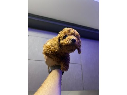 Kore 56 günlük toy poodle dişi ve erkek yuva arıyor