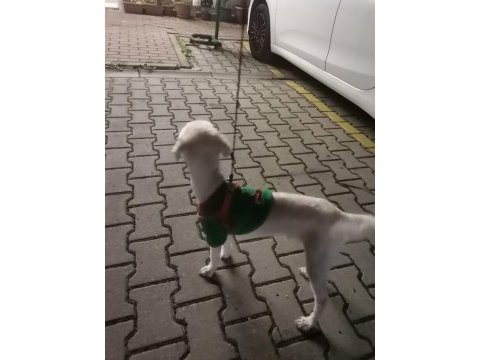 Sahiplendirilecek toy poodle