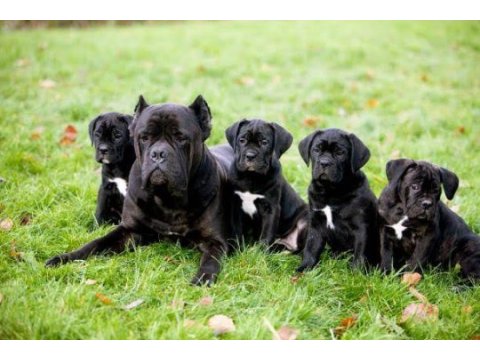 Ruhsatlı köpek çifliğinden cane corso yavrular a scrli
