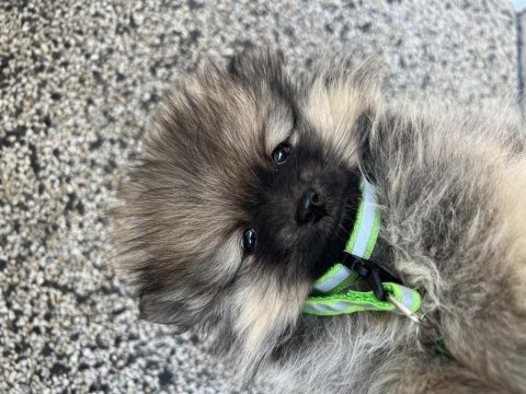Nadir tüy rengine sahip eşsiz pomeranian yavrusu