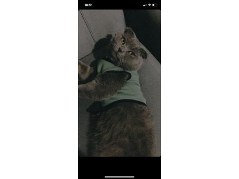 Oğluma british shorthair eş arıyorum
