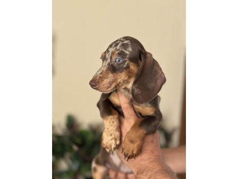 Mavi gözlü özel dachshund choco merle