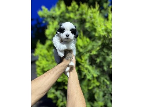 Özel renk safkan morkie yavrularımız hazır