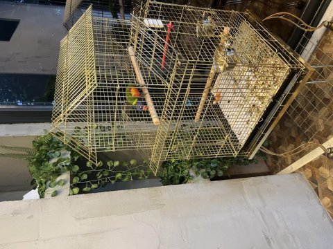 Kafesiyle birlikte 13 aylık geveze lori uygun fiyata