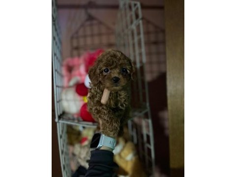 Toy poodle yavrularımız