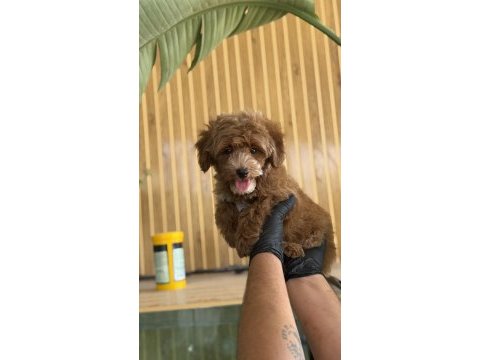 Maltipoo yavruları
