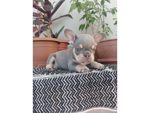 French bulldog bebek köpekler