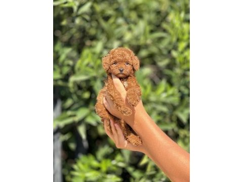 Mersinin en seçkin toy poodle yavruları