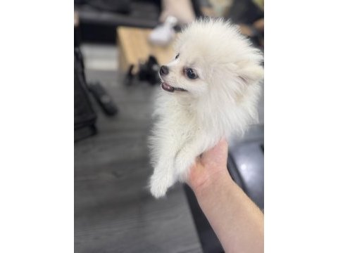Erkek yavru pomeranian