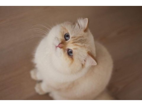 Safkan şampiyon şecereli british longhair