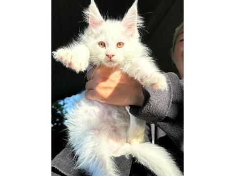 Saf kan xl beyaz aslan maine coon yavruları
