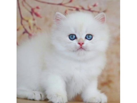 Uzun tüylü mavi göz ns1133 british longhair