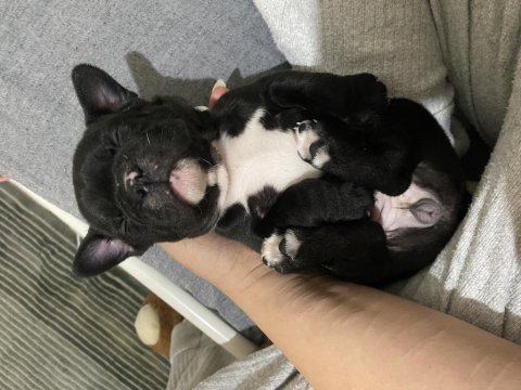 French bulldog bebek yuvaya hazır