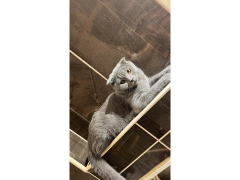Scottish fold 4 aylık yavrumuz