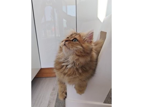 Çok sevecen golden black british longhair 4 aylık yavru