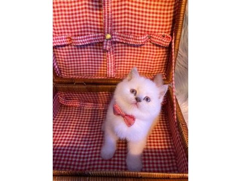 British shorthair