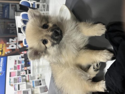 Tilki suratlı pomeranian boo