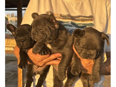 Kaliteli kan hattına sahip french bulldog yavruları
