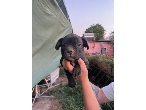 Güzel french bulldog yavrularımız