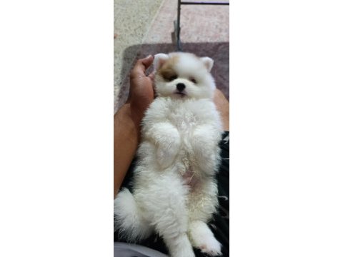 Pomeranian boo erkek sağlıklı