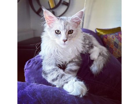 Safkan maine coon bebekler