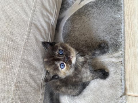 Yavru british shorthair 2 aylık