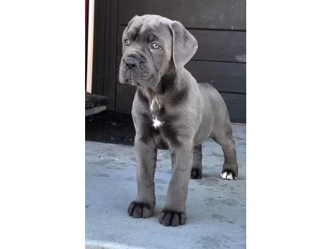 Korumacı cane corso yavrular