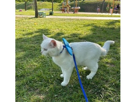 British shorthair mavişe eş arıyoruz