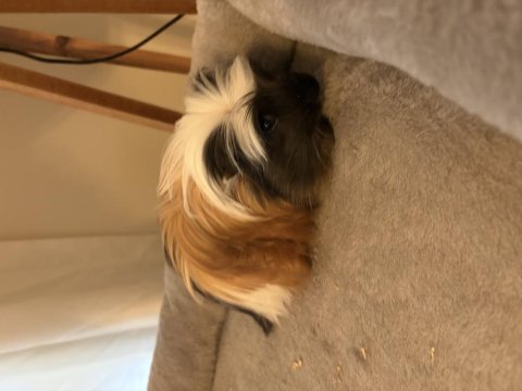 Yeni ginepig yavrularımıza aile olmak ister misiniz?