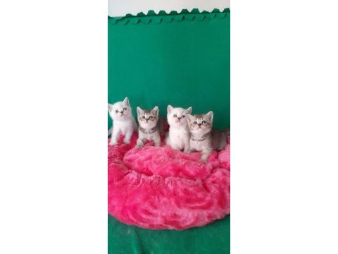 British shorthair çok oyuncu evcilmen yavrular