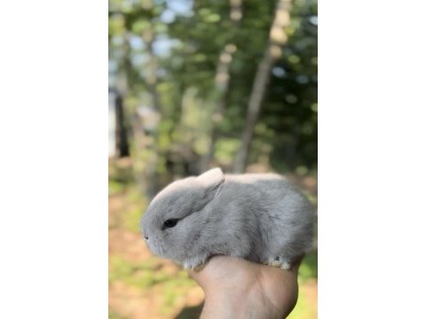 Netherland dwarf cüce tavşanlar