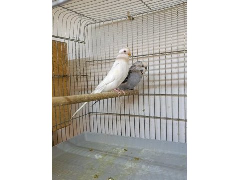 2 takım muhabbet kuşu