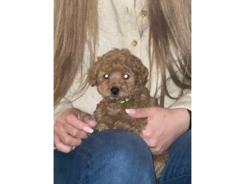 Kore kan poodle