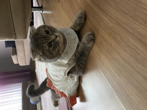 Scottish fold