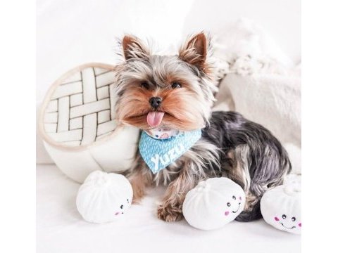 Teacup köpeğimiz daha büyümeyecek