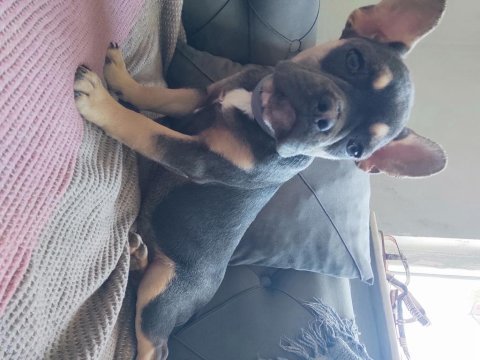 Blue tan french bulldog choco taşıyıcı dişi ve erkek 5 aylık
