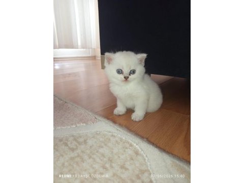Golden point dişi ve erkek british shorthair kardeşler