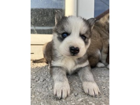 Muhteşem güzellikte husky yavrularımız yeni ailesini arıyor
