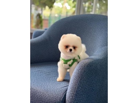 Sağlık ve ırk garantili pomeranian