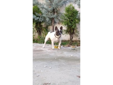 1.5 yaşında sağlıklı ve bakımlı dişi french bulldog